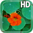 Flower Nasturtium LWP APK