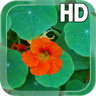 Flower Nasturtium LWP icône
