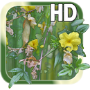 Flower Picture LWP APK