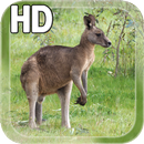 Kangaroo Australia LWP APK