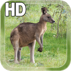 Kangaroo Australia LWP ikon
