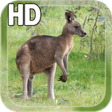 Kangaroo Australia LWP आइकन