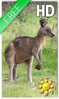 Kangaroo Australia LWP 포스터