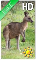 Kangaroo Australia LWP-poster