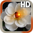 Heart Rose Live HD APK