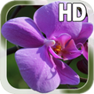 Orchids Live Wallpaper