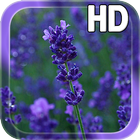 Lavender Flowers LWP আইকন