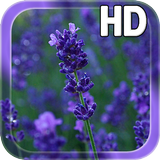 Lavender Flowers LWP icône