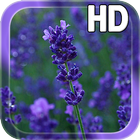 Lavender Flowers LWP icon