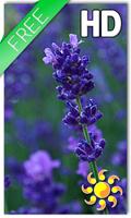 Lavender Flowers LWP Affiche