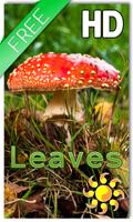 Живые обои листья грибы постер