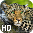 APK Leopard Live Wallpaper