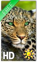 Leopard Live Wallpaper Affiche