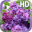 Lilac Flower LWP