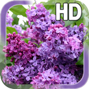 APK Lilac Flower LWP