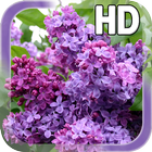 Lilac Flower LWP icône