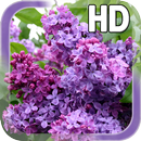 Lilac Flower LWP APK