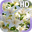 Lily Flower LWP