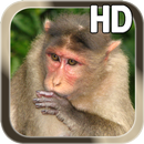 Monkey Live Wallpaper APK