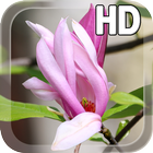 Magnolia Flower LWP icon