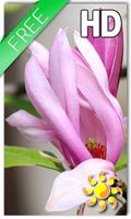 Magnolia Flower LWP plakat