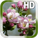 Spring Flower Live Wallpaper APK