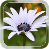 Summer Flower LWP icon