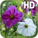 Summer Flowers Live HD APK