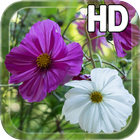 Summer Flowers Live HD icône