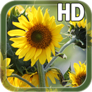 APK Sunflower Live Wallpaper