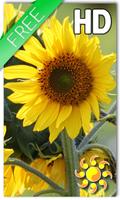 Sunflower Live Wallpaper Affiche