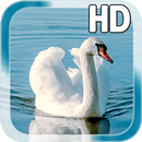 APK Swan Bird Live Wallpaper