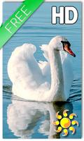 Swan Bird Live Wallpaper پوسٹر