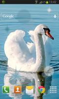 Swan Bird Live Wallpaper اسکرین شاٹ 1