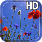 Poppies flowers LWP icon