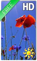 Poppies flowers LWP โปสเตอร์