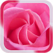 Pink Rose Live Wallpaper icon