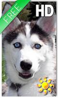 Puppy Husky Live Wallpaper Affiche