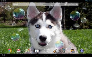 Puppy Husky Live Wallpaper capture d'écran 2