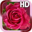 Rose Love Live Wallpaper APK