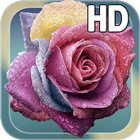 Raindrops Rose Live HD-icoon