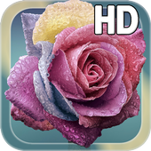 Raindrops Rose Live HD icon