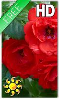 Red Roses Live Wallpaper Affiche