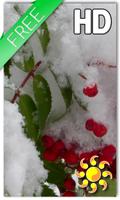 Winter Berry Live Wallpaper Affiche