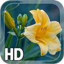 APK Yellow Flower LWP