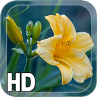 Yellow Flower LWP icône