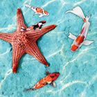 Koi Fish - Aquarium Live Wallpaper ikon