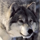 APK arctic wolf wallpaper