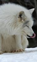 arctic fox wallpaper پوسٹر