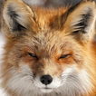 arctic fox wallpaper